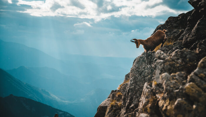 chamois-alps-slovenia-goldenhorn-legend