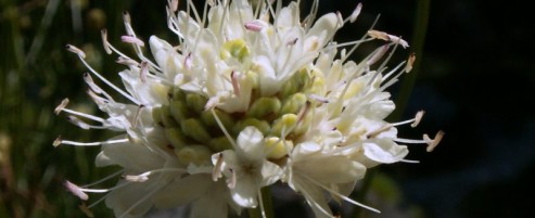 scabiosa-trena