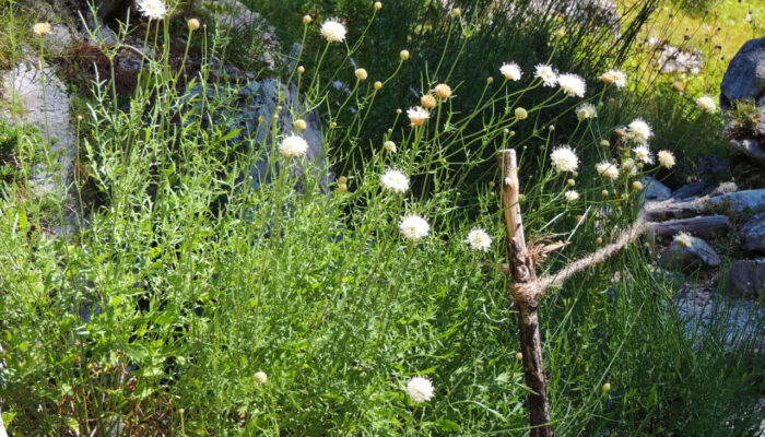 scabiossa-trenta-flower