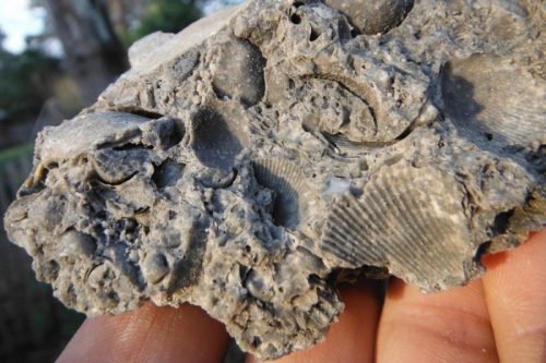 shell-fossils-limestone