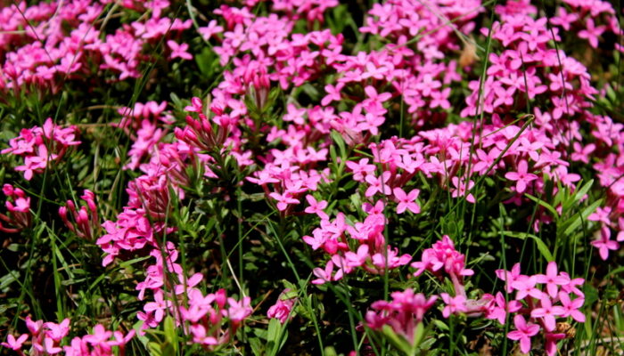 triglav-national-park-alpinum-juliana